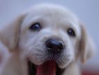 Labrador Puppies