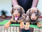 𝙳𝙾𝙱𝙴𝚁𝙼𝙰𝙽 Puppies