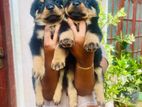 Rottweiler Puppy