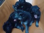 German Shepherd Puppies