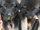 German Shepherd Puppies