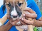 Puppies for Kind Home