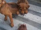 Puppies for Kind Home