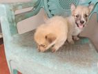 Puppies