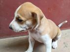 Puppies for Kind Home
