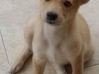 Puppy for Kind Home