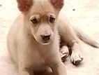 Puppy for A Kind Home