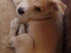 Puppies for Kind Home