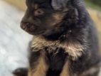 German Shepherd Puppies