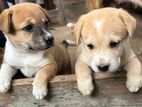 Puppies for Kind Home