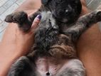 Golden Retriever Mix Puppies