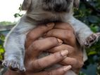 Golden Retriever Mix Puppies