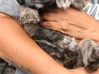 Golden Retriever Mix Puppies