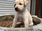 Puppies