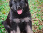 Lion Shepherd Puppy