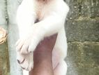 Labrador Puppies