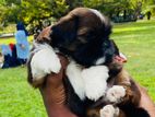 Shih Tzu Puppies