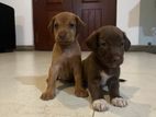 Doberman Mix Breed Puppies