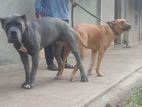 Cane Corso Mix Puppies