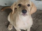Labrador Retriever Female Puppies