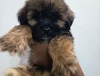 Shih Tzu Mix Puppy
