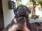 German Shepherd Puppies
