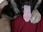 German shepherd Puppies
