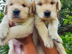 Golden Retriever Puppies