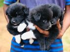 Pomeranian Puppies