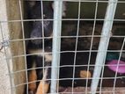 German Shepherd Puppy