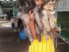 Puppies for Sale