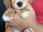 Cocker Spaniel Puppies