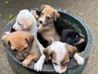 Puppies for Kind Home