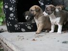 Puppies for Kind Home