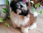 Shih Tzu Puppies