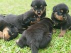 Rottweiler Puppies