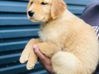 Golden Retriever Puppies