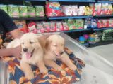 Golden Retriever Puppies