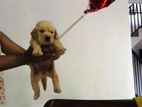 Golden Retriever Puppies