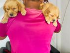 Golden Retriever Puppies