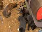 Dog for Kind Home