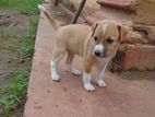 Puppies For Kind Home