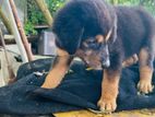 Puppies For Kind Home