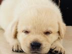 Labrador Dog