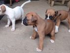Boxer Puppies