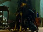 Doberman Puppies