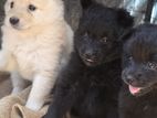Pommeriyan Puppies