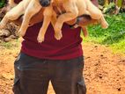German Shepherd Cross Puppies