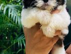 Shih Tzu Puppies