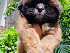 Shih Tzu Puppies